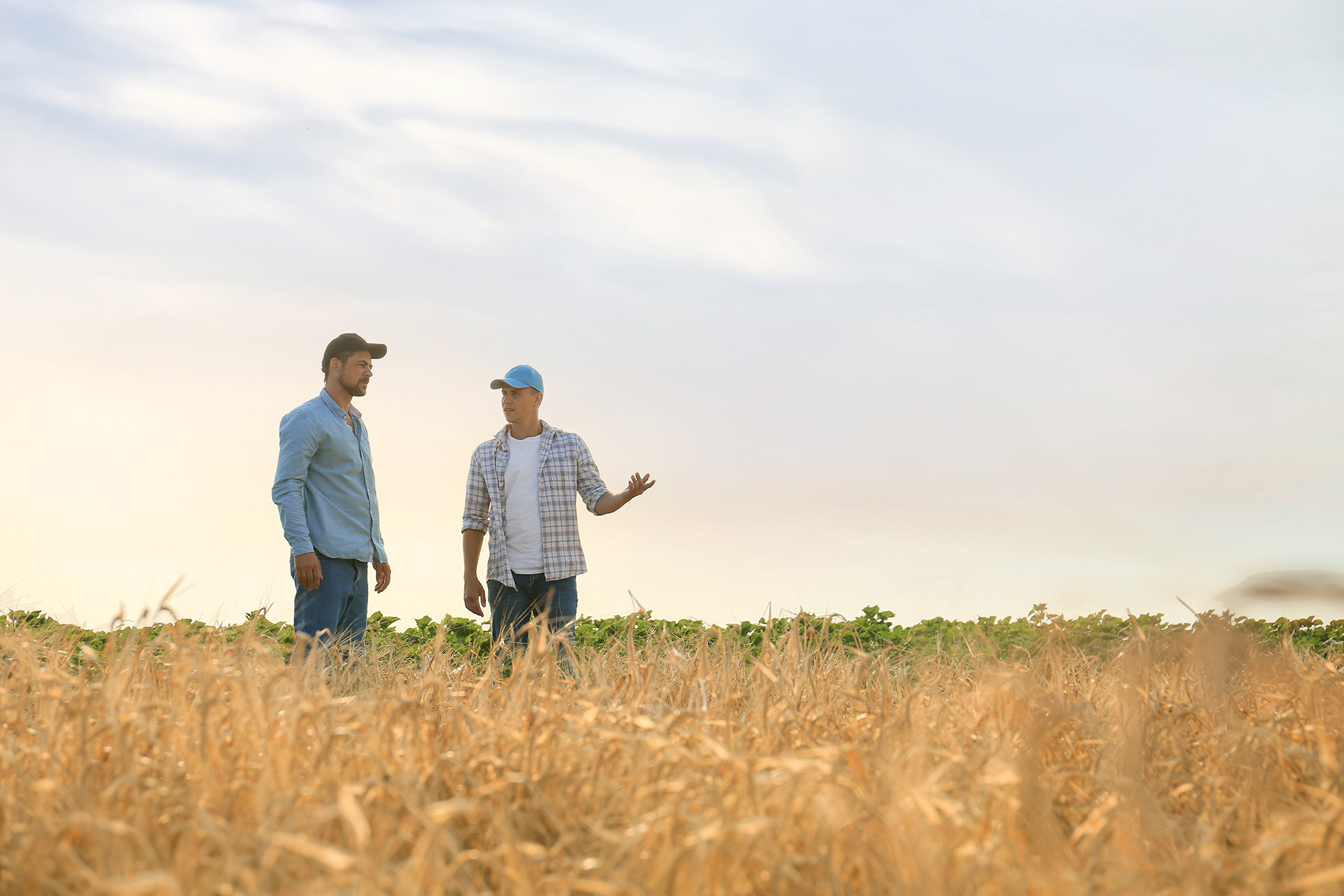 Farmers in a wheat field